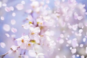 桜の季節に考える「次世代に伝えるべきこと」―国歌『君が代』の意味を元に戻す